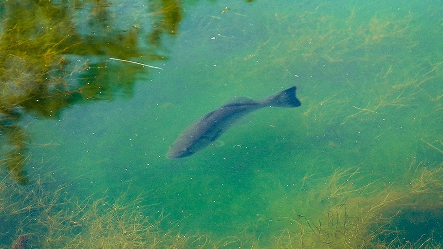 Bed Fishing Patterns & Techniques